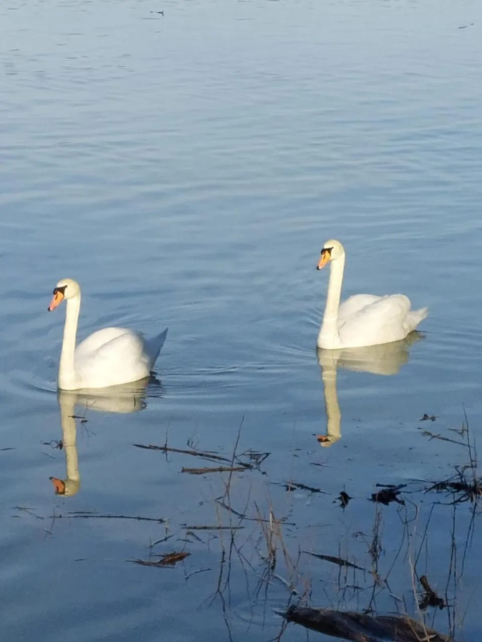 Dunav · Banoštor